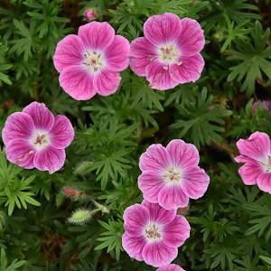 Geranium 'Elke',  Cranesbill 'Elke', Geranium sanguineum 'Elke', Hardy Geranium, Pink Geranium, Pink Flowers